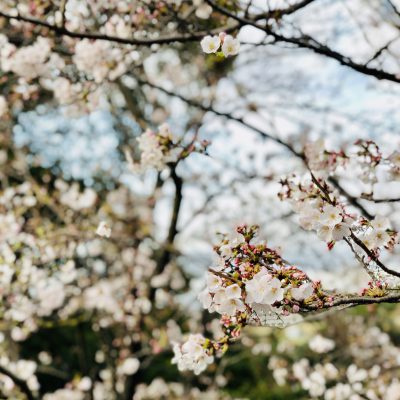 道沿いに咲く桜 イメージ