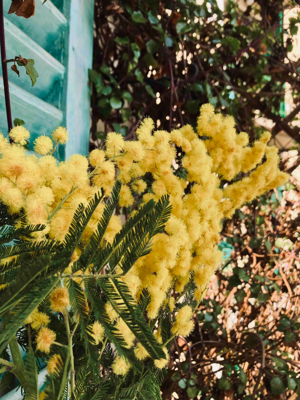 ミモザの花