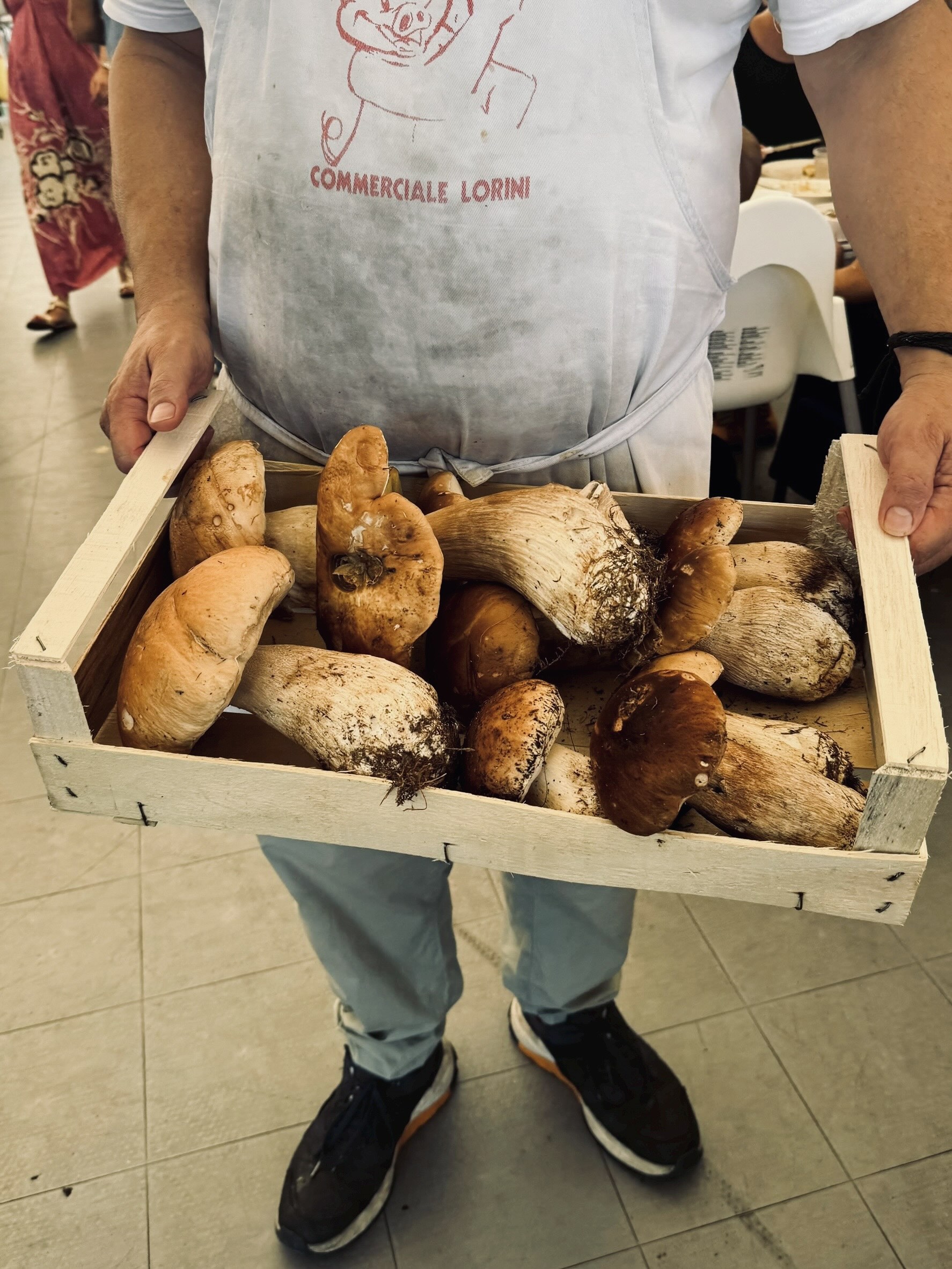 採れたてのポルチーニ茸